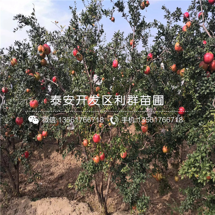 批發(fā)2公分石榴苗、批發(fā)2公分石榴苗基地