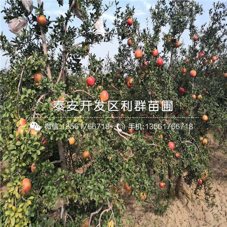 突尼斯軟籽石榴苗價(jià)格、2020年突尼斯軟籽石榴苗價(jià)格