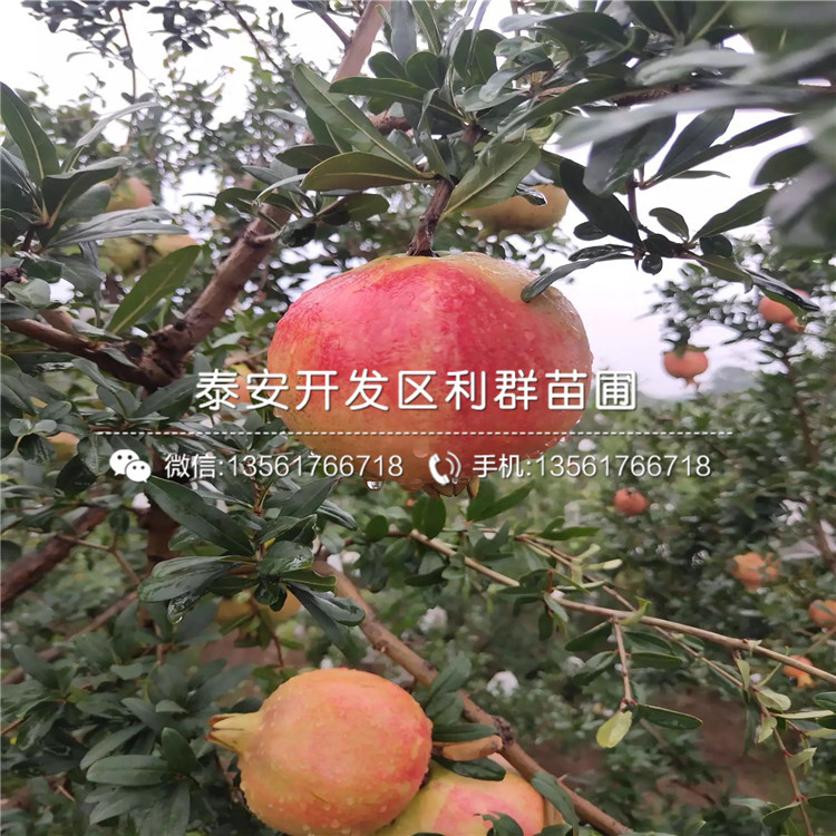 山東中農(nóng)紅軟籽石榴樹苗報(bào)價(jià)、山東中農(nóng)紅軟籽石榴樹苗價(jià)格