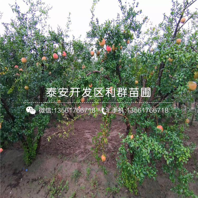 大紅袍石榴樹苗價(jià)格、山東大紅袍石榴樹苗