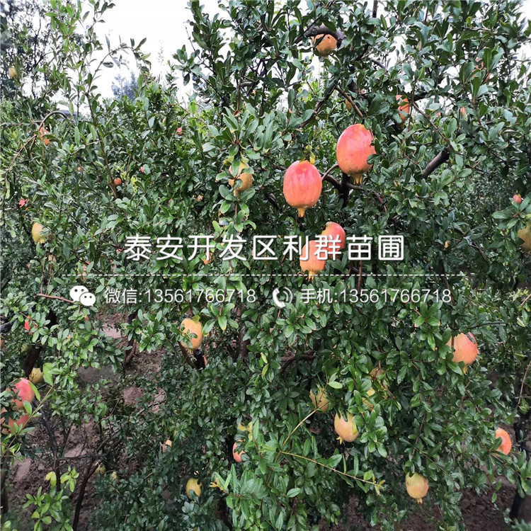 批發(fā)2公分石榴苗、批發(fā)2公分石榴苗基地