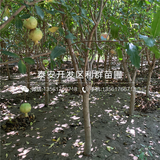 蒙陽紅石榴苗價格、2020年蒙陽紅石榴苗價格