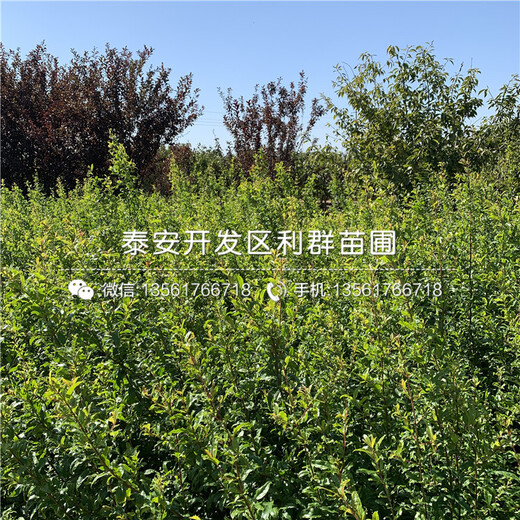 出售出售石榴樹(shù)苗、出售石榴樹(shù)苗基地