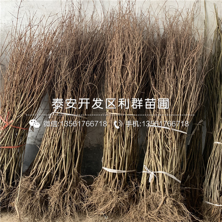 三白甜石榴苗出售、三白甜石榴苗價格及報價