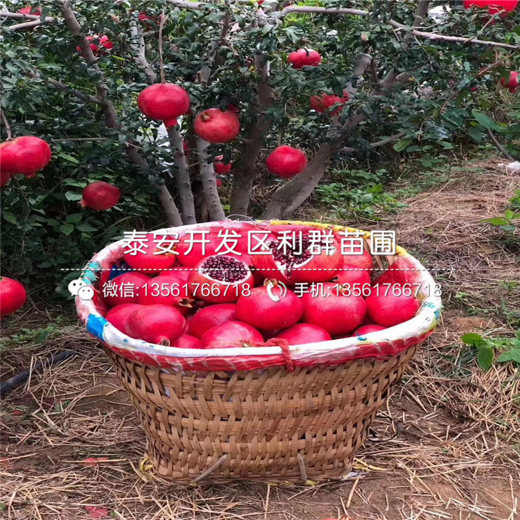果石榴苗、果石榴苗基地
