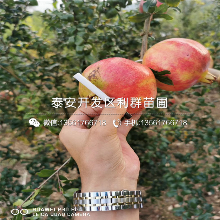 山東蒙陽紅石榴苗價格、山東蒙陽紅石榴苗基地