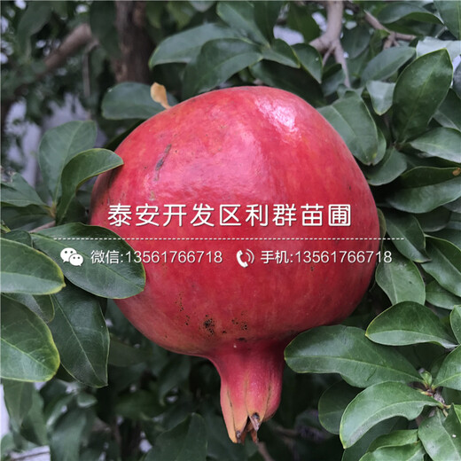 突尼斯軟籽石榴樹苗