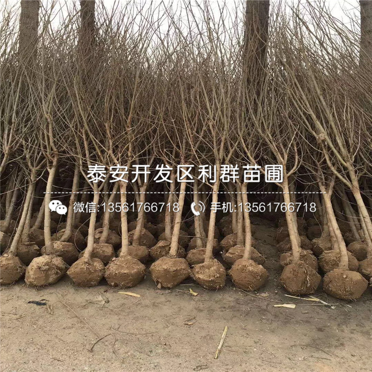 蒙陽紅石榴樹苗出售、蒙陽紅石榴樹苗價格
