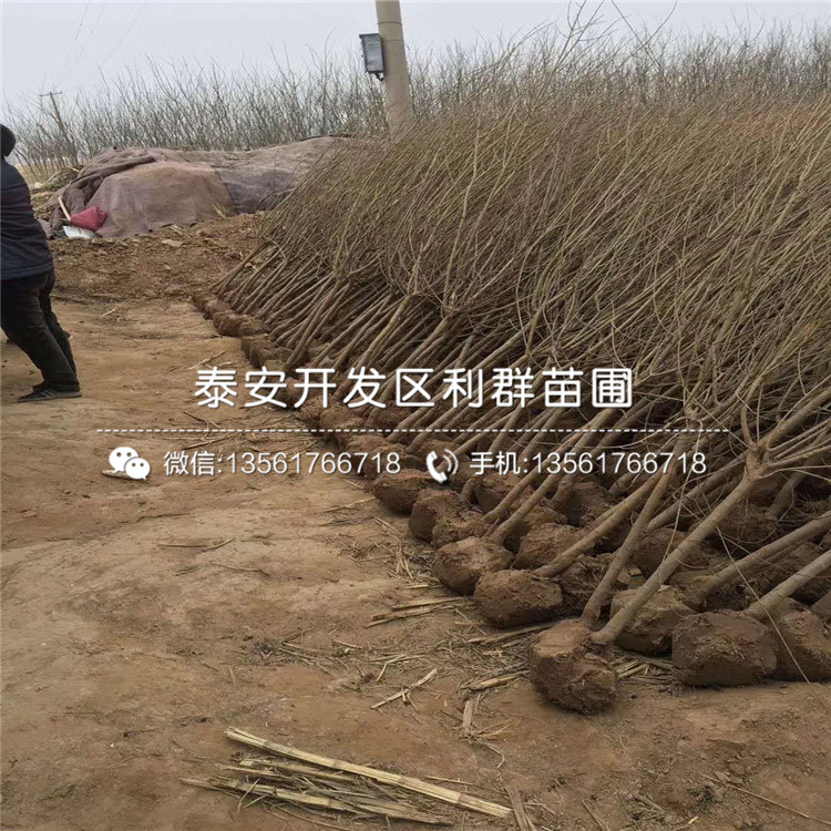 批發(fā)石榴苗批發(fā)基地、批發(fā)石榴苗價格及報價