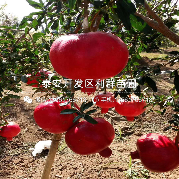 突尼斯軟籽石榴樹苗