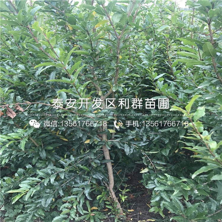 大果黑籽甜石榴樹苗、大果黑籽甜石榴樹苗價格及報價