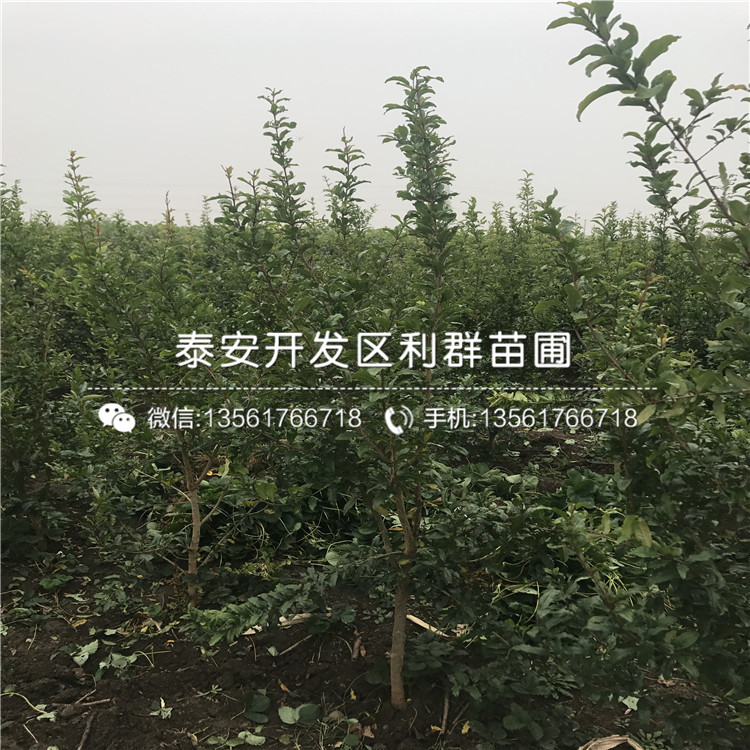 批发花石榴树苗、花石榴树苗基地