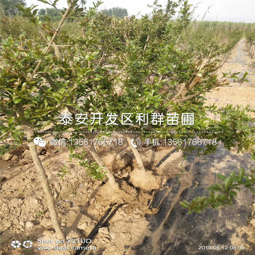 新品種無籽石榴苗、無籽石榴苗價格及報價
