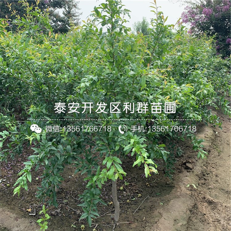 出售大紅袍石榴苗、出售大紅袍石榴苗價格及報價
