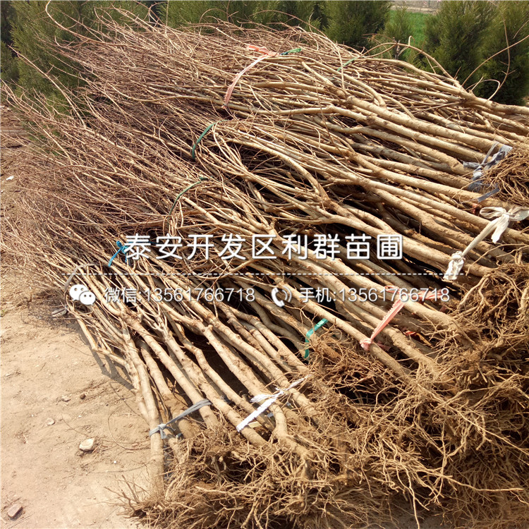 批發(fā)石榴樹(shù)苗價(jià)格、批發(fā)石榴樹(shù)苗價(jià)格及報(bào)價(jià)