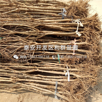 出售石榴樹苗報(bào)價(jià)、出售石榴樹苗價(jià)格及基地