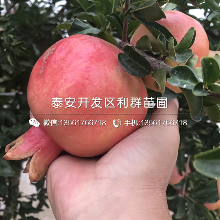 批發(fā)黑籽石榴苗、黑籽石榴苗基地