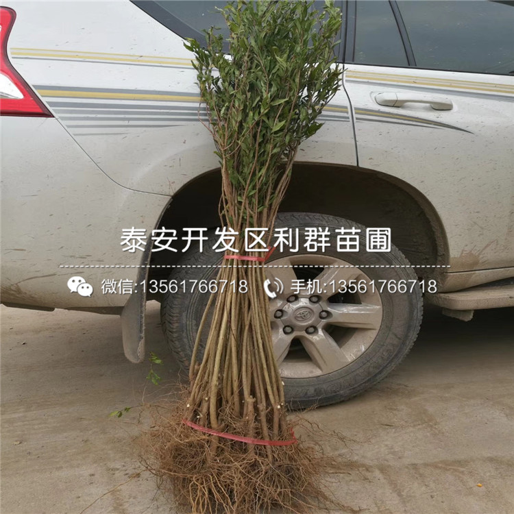 出售石榴樹苗報(bào)價(jià)、出售石榴樹苗價(jià)格及基地