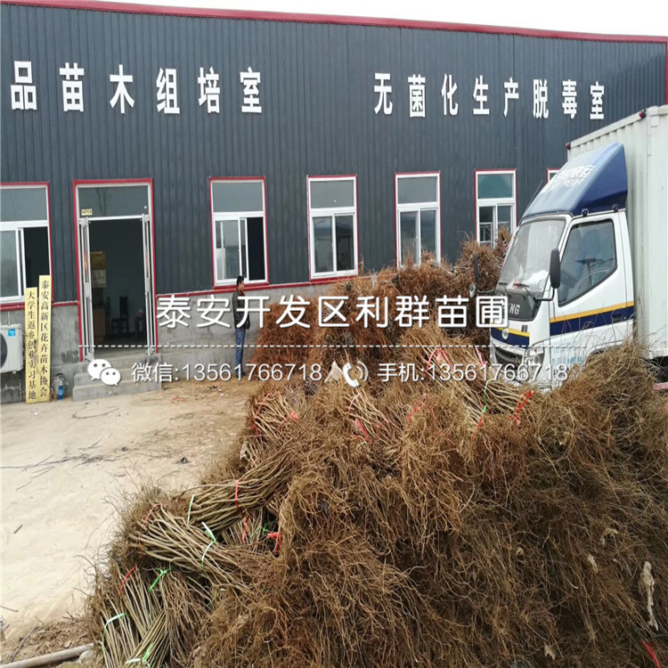 3公分石榴樹苗批發(fā)、3公分石榴樹苗價(jià)格及報(bào)價(jià)