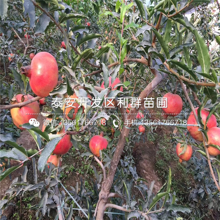 批發(fā)山東石榴樹苗、批發(fā)山東石榴樹苗價格