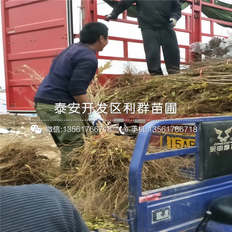 牡丹花石榴树苗批发、牡丹花石榴树苗价格及基地