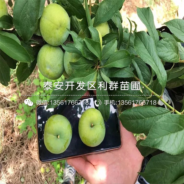 奧德羅達(dá)李子樹苗、奧德羅達(dá)李子樹苗批發(fā)基地