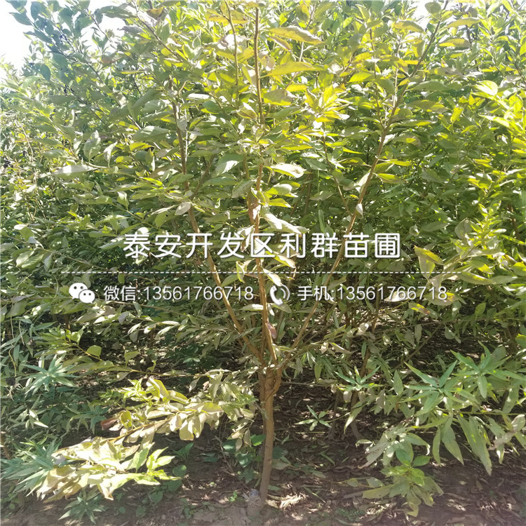 出售法蘭西李樹苗、出售法蘭西李樹苗價格
