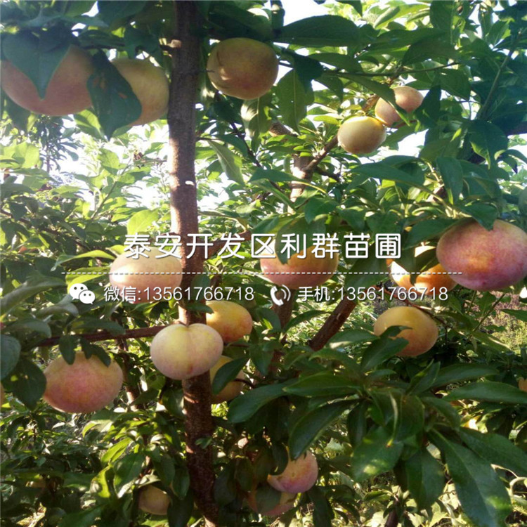 红西梅李树苗批发基地