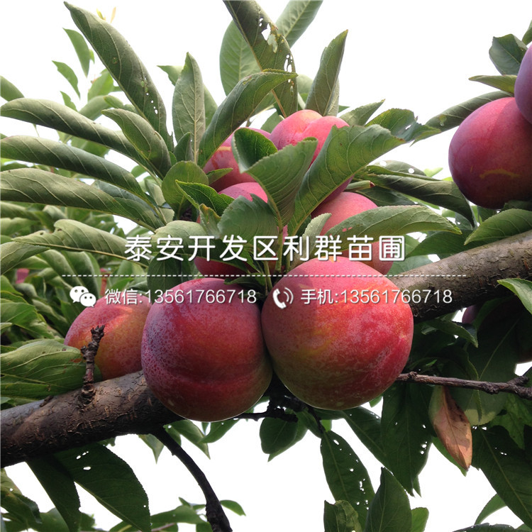 出售山東李子樹苗、出售山東李子樹苗價(jià)格
