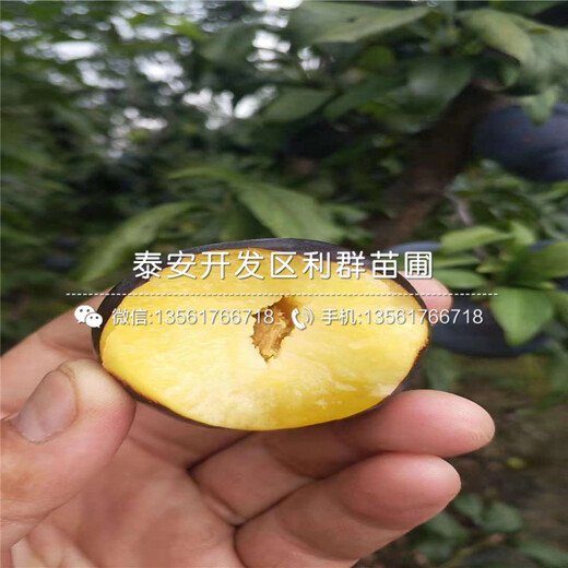 大李子苗報價、2020年大李子苗價格
