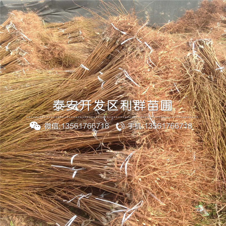 黑琥珀李子苗價格、黑琥珀李子苗基地