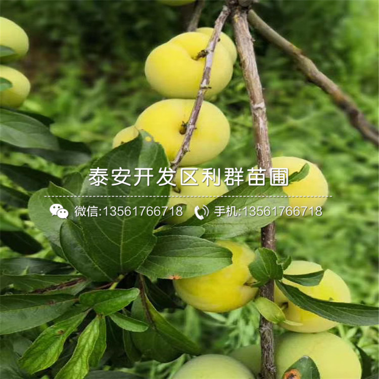 味馨李樹苗基地及報價