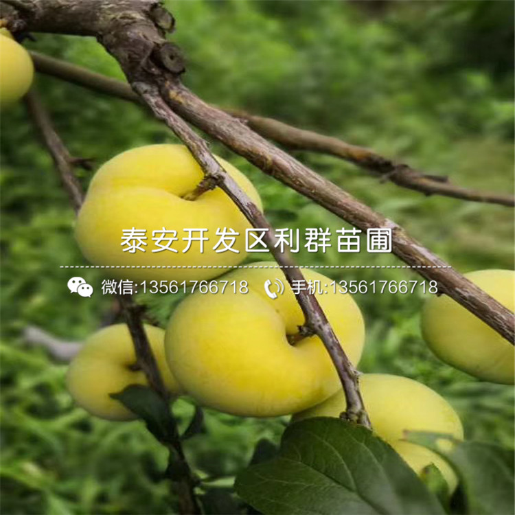冰糖李子苗價格及報價