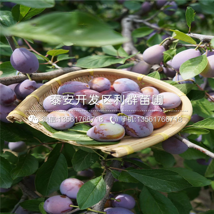 五月脆李子苗批發(fā)、五月脆李子苗基地