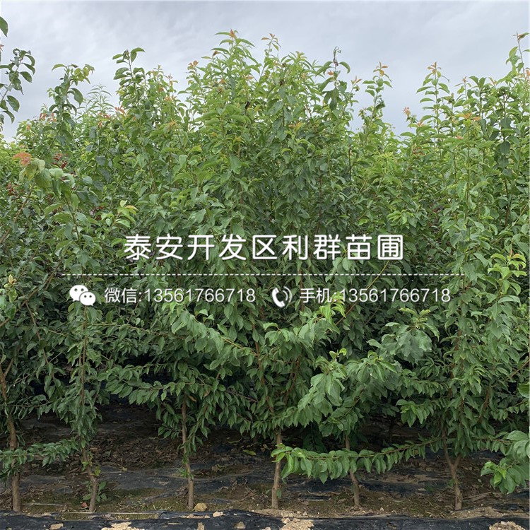 冰糖李子苗價格及報價