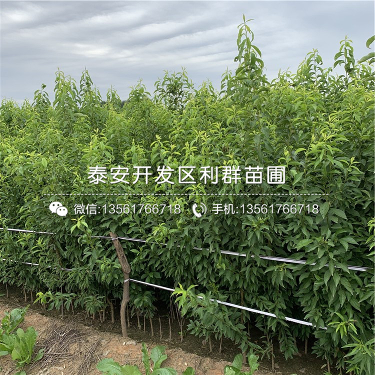 國峰十七號李樹苗出售、國峰十七號李樹苗價格及報價