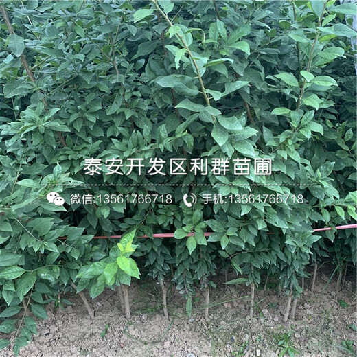 秋紅李子樹苗、秋紅李子樹苗新品種