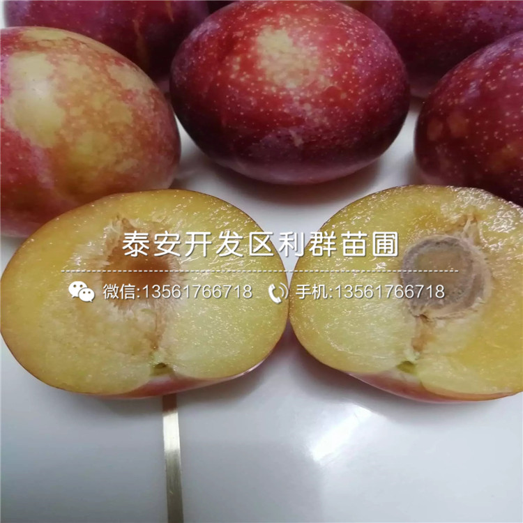 批發(fā)美國(guó)杏李苗、批發(fā)美國(guó)杏李苗價(jià)格