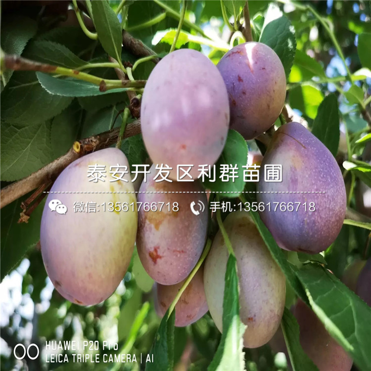 脆紅李樹苗報(bào)價(jià)、2020年脆紅李樹苗價(jià)格