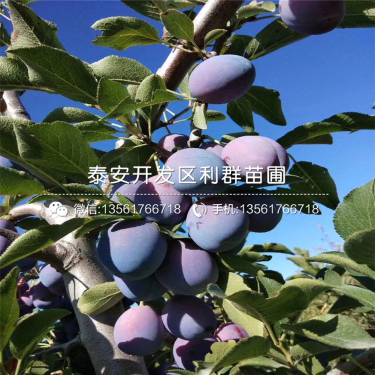 半邊紅李子苗新品種、半邊紅李子苗價格及報價