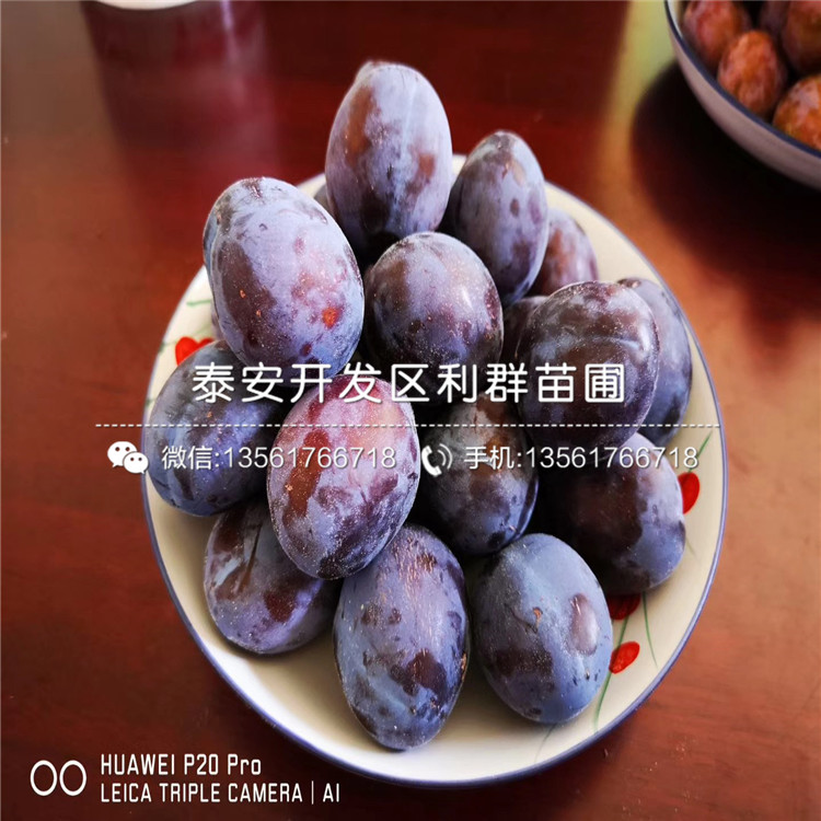 斯坦勒李子苗基地