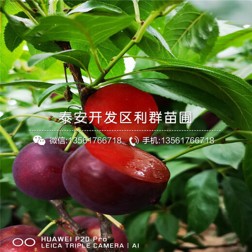 泰安味厚李子樹苗