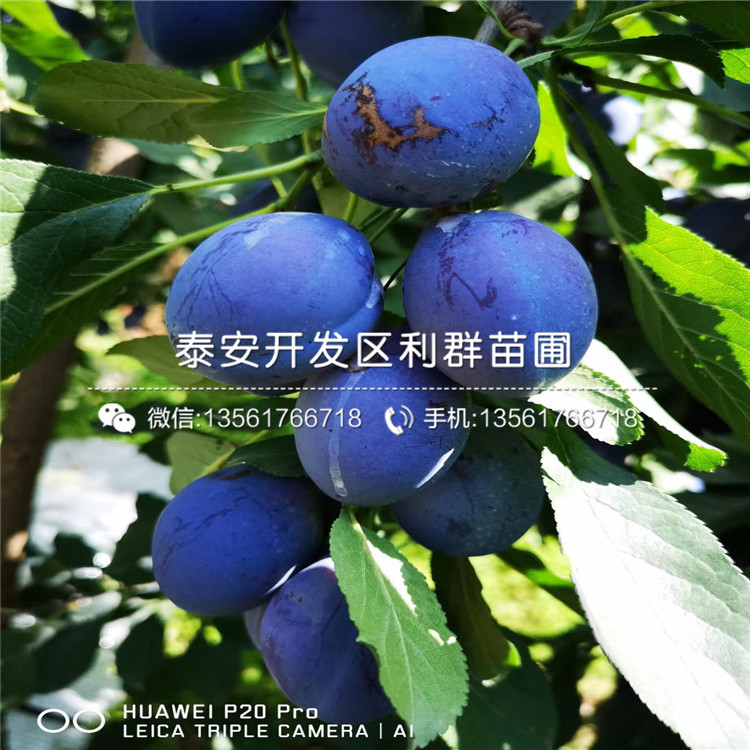 黑寶石李子樹苗出售
