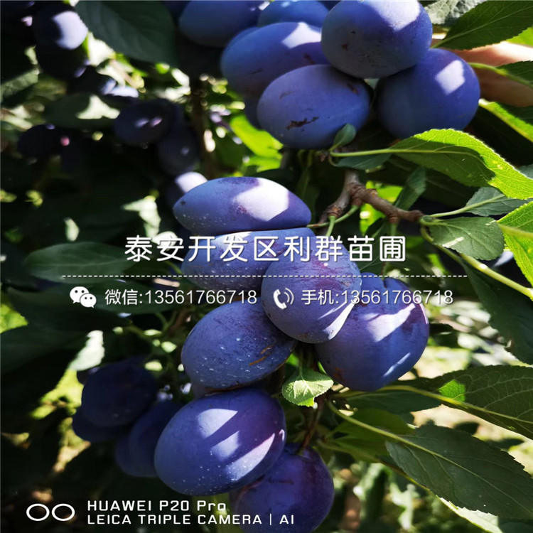 布朗李子樹苗批發(fā)