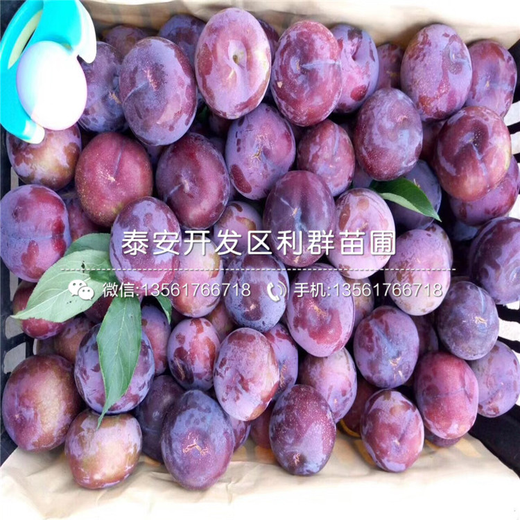 4公分李樹(shù)苗、4公分李樹(shù)苗價(jià)格及基地