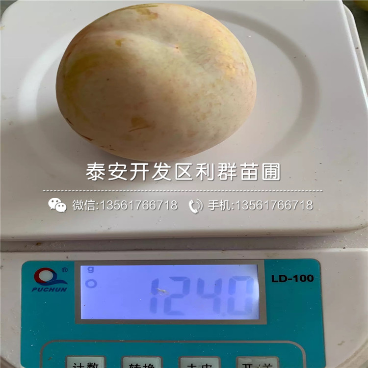 批發(fā)國峰十七號李樹苗、批發(fā)國峰十七號李樹苗價格及基地