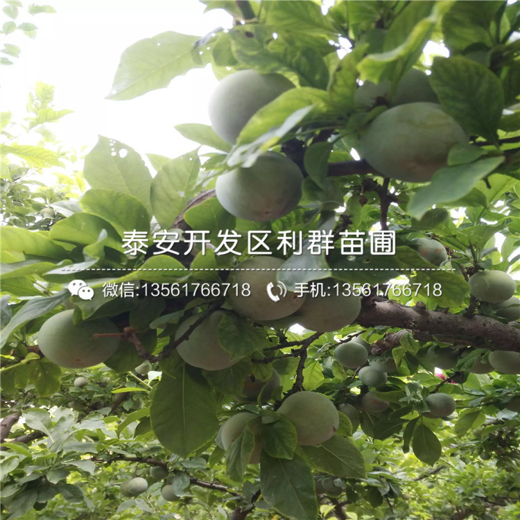 黑布朗李樹苗批發(fā)、黑布朗李樹苗價格及基地