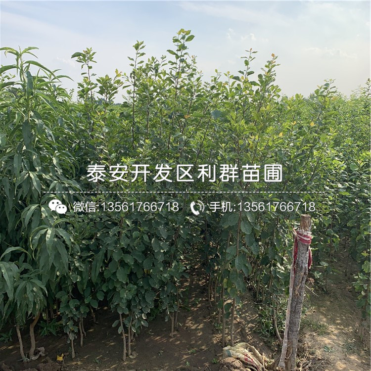 黃金李子樹苗報(bào)價(jià)、黃金李子樹苗價(jià)格及報(bào)價(jià)