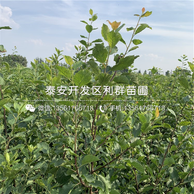 出售冰糖李子苗、出售冰糖李子苗價格