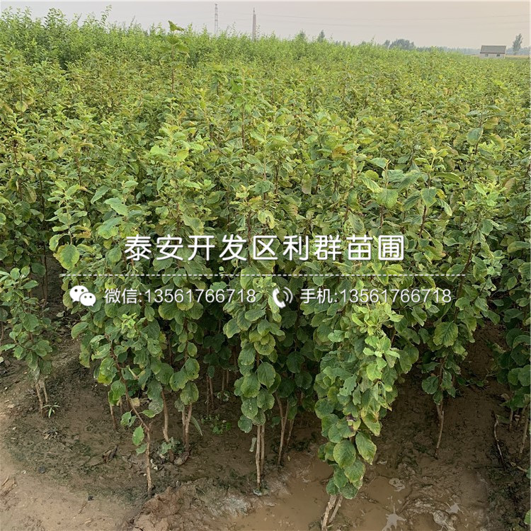 红脆李树苗新品种